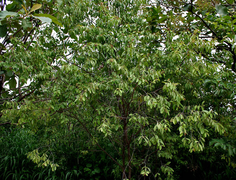 Sandalwood Chandan Powder